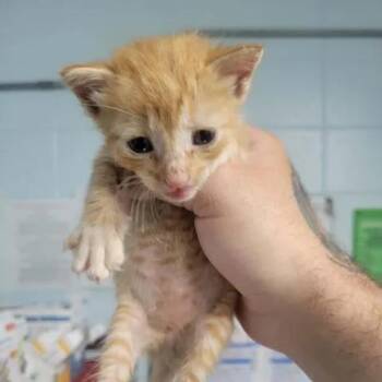 BAC-Stray-143021_2_3 -  Domestic Short Hair Cat for Adoption in Beaumont, Texas - BAC-Stray-143021_2_3 | PetCurious