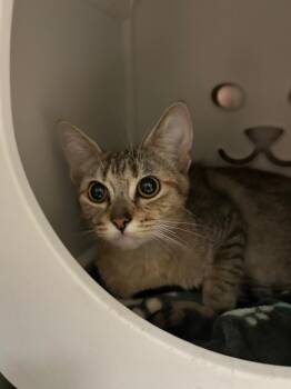 Khloe -  Domestic Short Hair Cat for Adoption - Khloe | PetCurious