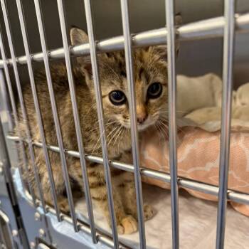 Mentos -  Domestic Short Hair Cat for Adoption in Greensboro, North Carolina - Mentos | PetCurious
