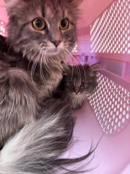Rescue Domestic Long Hair Cats for Adoption in Gillette, Wyoming - Tiny | PetCurious