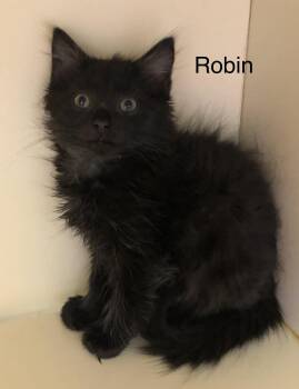 Robin -  Domestic Medium Hair Cat for Adoption in Pawleys Island, South Carolina - Robin | PetCurious