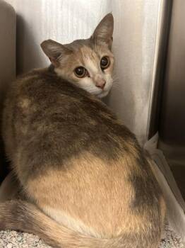 RYLIE -  Domestic Short Hair Cat for Adoption in Riverside, California - RYLIE | PetCurious