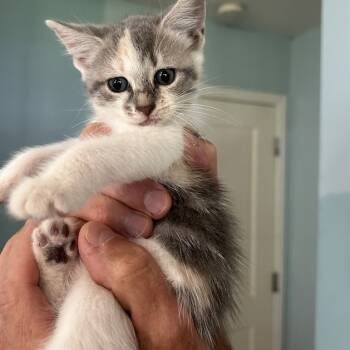 Rescue Domestic Short Hair Cats for Adoption in Austin, Texas - Crumble Cookie 29 | PetCurious