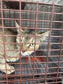 Domestic Short Hair Cats Available for Adoption in Houston, Texas - A654209 | PetCurious