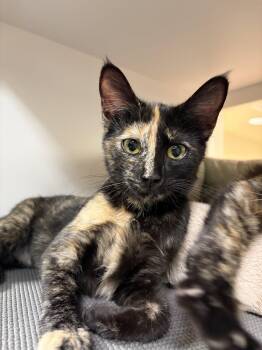Iris (bonded with Snapdragon) -  Domestic Short Hair Cat for Adoption in Oakland, California - Iris (bonded With Snapdragon) | PetCurious