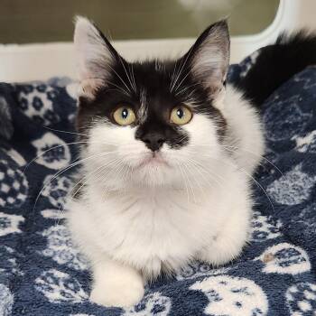 Chanterelle -  Domestic Medium Hair Cat for Adoption in Marshfield, Wisconsin - Chanterelle | PetCurious