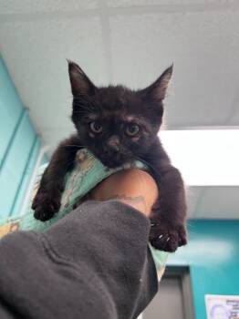 Rescue Domestic Medium Hair Cats for Adoption in Rockport, Texas - Donald | PetCurious