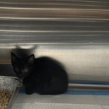 Leaf -  Domestic Short Hair Cat for Adoption in Greensboro, North Carolina - Leaf | PetCurious