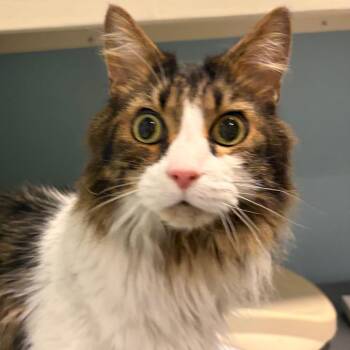 Domestic Long Hair Cats Available for Adoption in Chattanooga, Tennessee - Courage | PetCurious