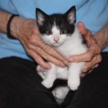 Hank 4 -  Domestic Short Hair Cat for Adoption in Winchester, Virginia - Hank 4 | PetCurious