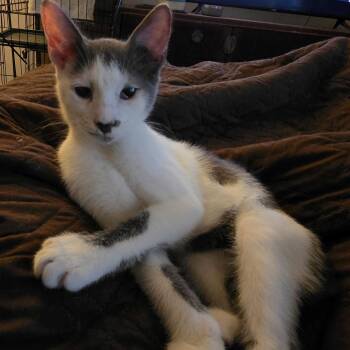 Baby Shane -  Domestic Short Hair Cat for Adoption in Hamilton Township, New Jersey - Baby Shane | PetCurious