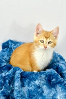Pavlova -  Domestic Short Hair Cat for Adoption in Steinbach, Manitoba - Pavlova | PetCurious
