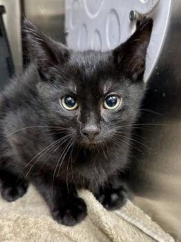 Crow -  Domestic Short Hair Cat for Adoption in Wichita, Kansas - Crow | PetCurious