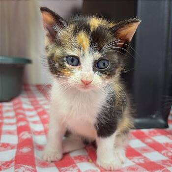 CATermelon -  Domestic Short Hair Cat for Adoption in Hannibal, Missouri - CATermelon | PetCurious