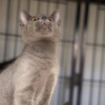 Muffin -  Domestic Short Hair Cat for Adoption in Pawling, New York - Muffin | PetCurious