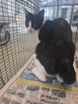 Domestic Short Hair Cats Available for Adoption in San Antonio, Texas - ARWYN | PetCurious