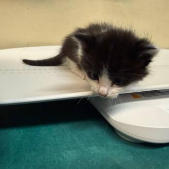 Driver -  Domestic Medium Hair Cat for Adoption in Pasadena, California - Driver | PetCurious