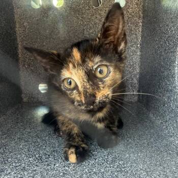 Cleo -  Domestic Short Hair Cat for Adoption in Galveston, Texas - Cleo | PetCurious