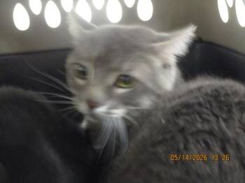 Domestic Short Hair Cats Available for Adoption in Marietta, Georgia - Tigger(657) | PetCurious