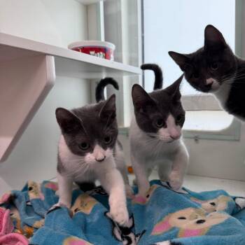 Faith -  Domestic Short Hair Cat for Adoption in Branford, Connecticut - Faith | PetCurious
