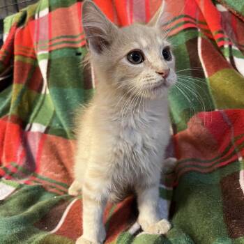 Prince William -  Domestic Short Hair Cat for Adoption in Waldorf, Maryland - Prince William | PetCurious