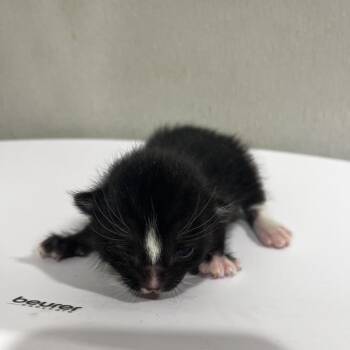 Domestic Short Hair Cats Available for Adoption in Tampa, Florida - March | PetCurious