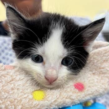 Tomato -  Domestic Short Hair Cat for Adoption in West Palm Beach, Florida - Tomato | PetCurious