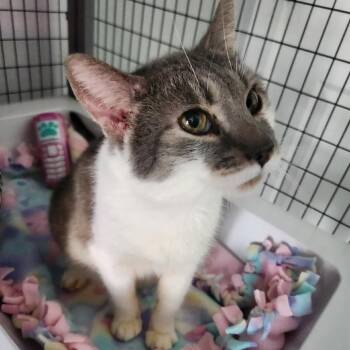 Ton Ton -  Domestic Short Hair Cat Available for Adoption in Talent, Oregon - Ton Ton | PetCurious