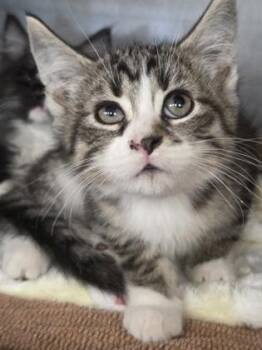 Bison -  Domestic Short Hair Cat for Adoption in Munster, Indiana - Bison | PetCurious