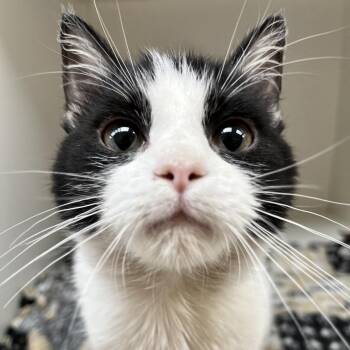 Domestic Short Hair Cats Available for Adoption in Champaign, Illinois - Missy | PetCurious