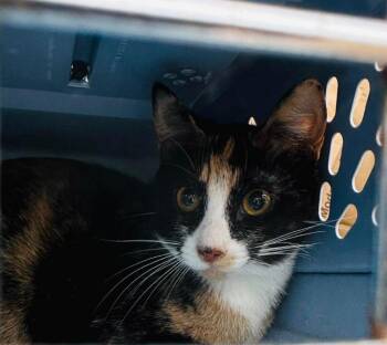 Domestic Short Hair Cats Available for Adoption in Cloquet, Minnesota - Minnie Mouse | PetCurious