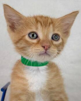 Toby -  Domestic Short Hair Cat for Adoption in Kennesaw, Georgia - Toby | PetCurious