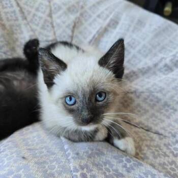 Rescue Domestic Short Hair Cats for Adoption in Los Angeles, California - Lancelot | PetCurious