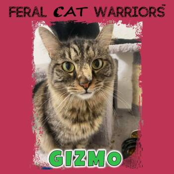 Domestic Medium Hair Cats Available for Adoption - Gizmo | PetCurious