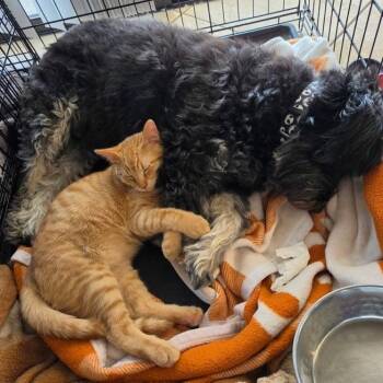 Ziggy -  Domestic Short Hair Cat for Adoption in Yucca Valley, California - Ziggy | PetCurious