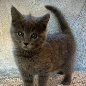 Anastasia -  Domestic Short Hair Cat for Adoption in Medford, Oregon - Anastasia | PetCurious