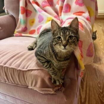 Domestic Short Hair Cats Available for Adoption in Nashville, Tennessee - Joe Frank And Daisey Mae | PetCurious