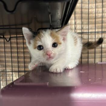 Arowana -  Domestic Short Hair Cat for Adoption in Binghamton, New York - Arowana | PetCurious