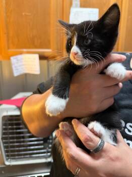 jalen -  Domestic Short Hair Cat for Adoption in Virginia, Minnesota - Jalen | PetCurious