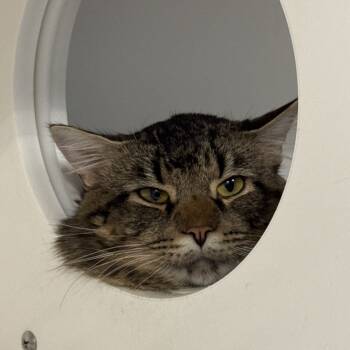Rescue Domestic Short Hair Cats for Adoption in Greensboro, North Carolina - LOUIE BEAR | PetCurious