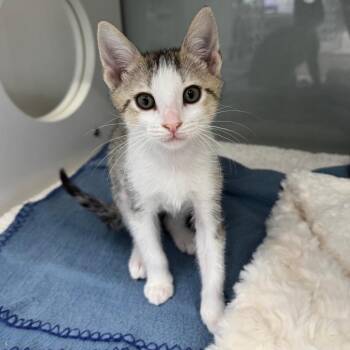 Wavy -  Domestic Short Hair Cat for Adoption in Jupiter, Florida - Wavy | PetCurious