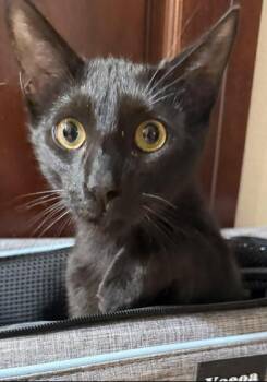 Bombay and Domestic Short Hair Cats Available for Adoption in Liverpool, Texas - JJ | PetCurious
