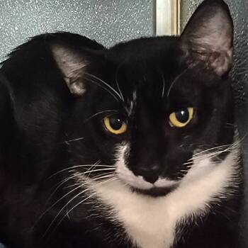 Rescue Domestic Short Hair Cats for Adoption in Uniontown, Pennsylvania - Kyle | PetCurious