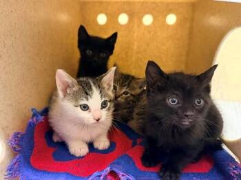 JUJITSU -  Domestic Short Hair Cat for Adoption in Tustin, California - JUJITSU | PetCurious
