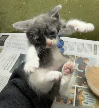 NAMI -  Domestic Short Hair Cat for Adoption in Riverside, California - NAMI | PetCurious