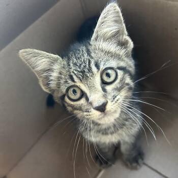 Domestic Short Hair Cats Available for Adoption in Lufkin, Texas - Bonkers | PetCurious