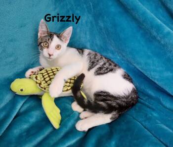 Grizzly -  Turkish Van Cat for Adoption in St. Augustine, Florida - Grizzly | PetCurious