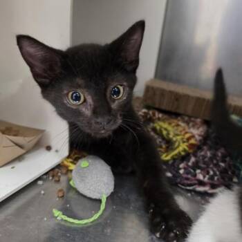 Athena -  Domestic Short Hair Cat for Adoption in Des Moines, Iowa - Athena | PetCurious
