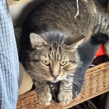 Oliver -  American Shorthair Cat for Adoption in Lynchburg, Virginia - Oliver | PetCurious