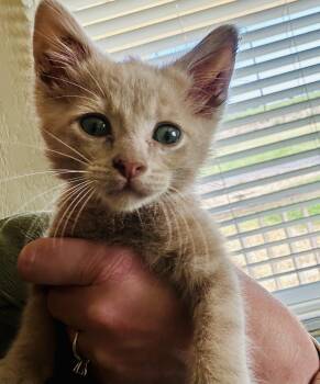 Rescue American Shorthair and Tabby Cats for Adoption in Sacramento, California - Butters (Coming Soon) | PetCurious